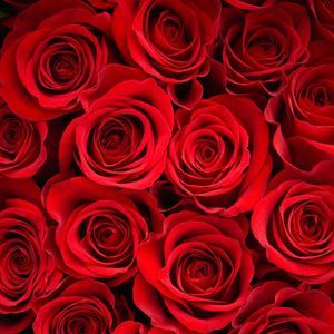 Meet your Posher, Elif